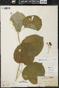 Smilax ecirrhata image