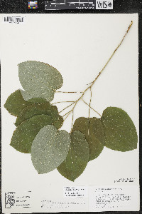 Smilax ecirrhata image