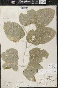 Smilax lasioneura image