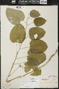 Smilax ecirrhata image