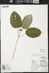 Smilax ecirrhata image