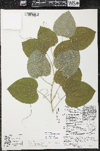 Smilax ecirrhata image