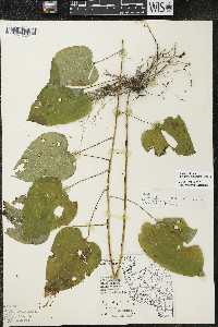 Smilax ecirrhata image