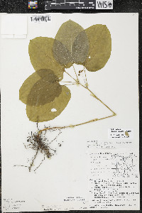 Smilax ecirrhata image