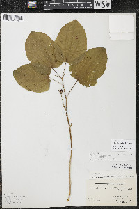 Smilax ecirrhata image