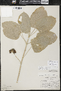 Smilax ecirrhata image