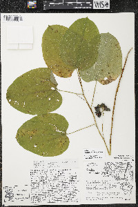 Smilax ecirrhata image