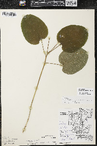 Smilax ecirrhata image