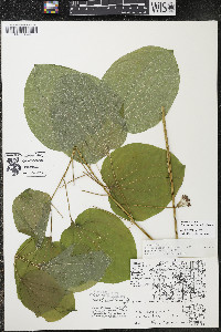 Smilax ecirrhata image