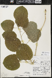 Smilax ecirrhata image