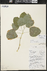 Smilax ecirrhata image