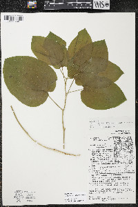 Smilax ecirrhata image