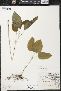 Smilax ecirrhata image