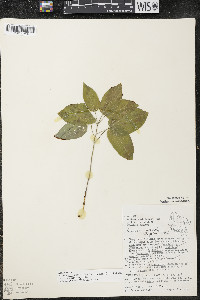 Smilax ecirrhata image