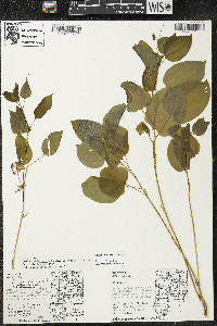 Smilax illinoensis image