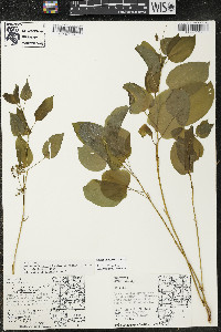 Smilax ecirrhata image