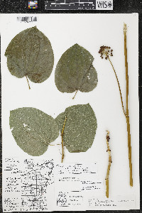 Smilax ecirrhata image