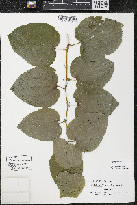 Smilax ecirrhata image