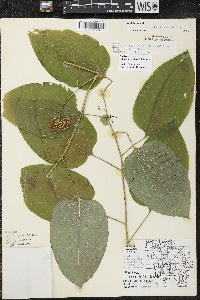 Smilax ecirrhata image