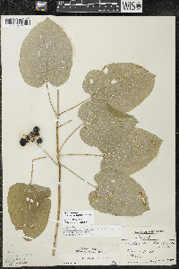 Smilax ecirrhata image