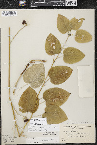 Smilax ecirrhata image