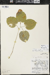 Smilax ecirrhata image