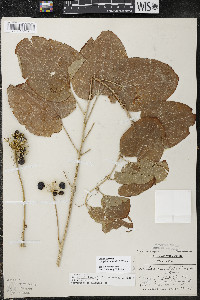 Smilax ecirrhata image