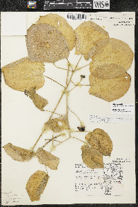 Smilax ecirrhata image