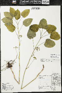 Smilax ecirrhata image