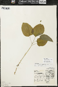 Smilax ecirrhata image