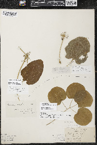 Smilax ecirrhata image