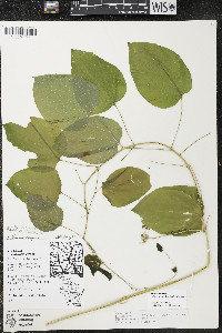 Smilax ecirrhata image