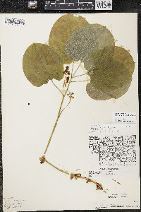 Smilax ecirrhata image