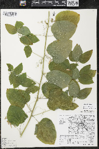 Smilax herbacea image