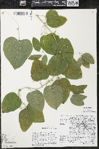 Smilax herbacea image