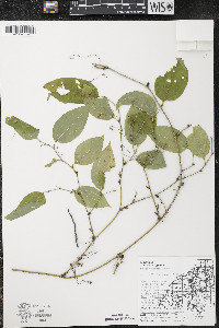 Smilax tamnoides image