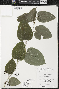 Smilax tamnoides image