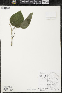 Smilax tamnoides image