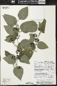 Smilax tamnoides image