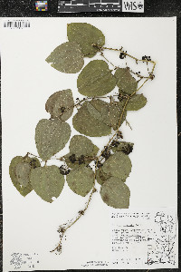 Smilax tamnoides image