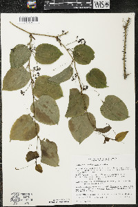 Smilax tamnoides image