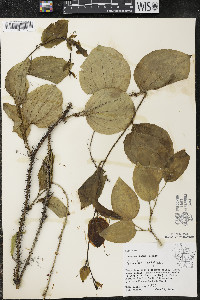 Smilax tamnoides image