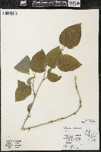 Smilax tamnoides image