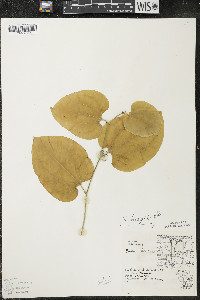 Smilax tamnoides image