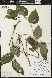 Smilax tamnoides image