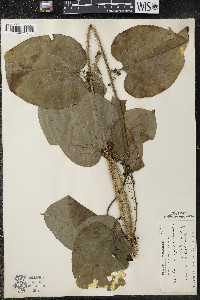 Smilax tamnoides image