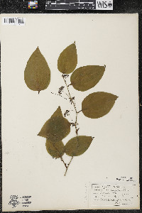 Smilax tamnoides image