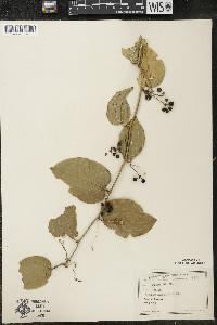 Smilax tamnoides image