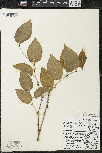 Smilax tamnoides image