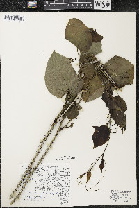 Smilax tamnoides image